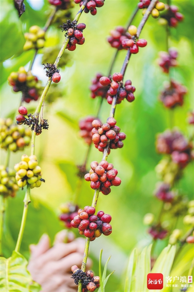 走出海南风味“国际范”CQ9电子一粒咖啡豆(图1)